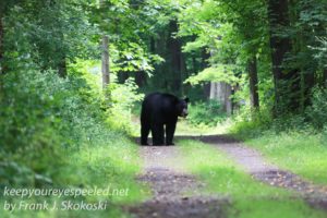 black bear on path 