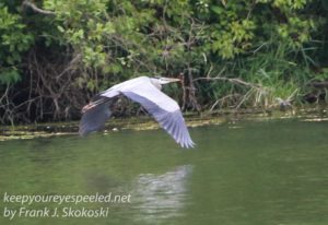 great blue heron in flight 