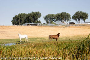 Horses on ranch Idaho 