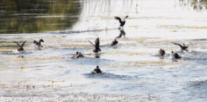ducks on pond Idaho 