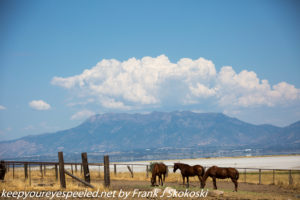 view of horses, clouds and mountains near Great Salt Lake