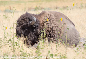 Buffalo in grass on Antelope Island