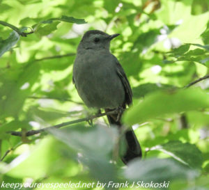 catbird in leaves on tree branch