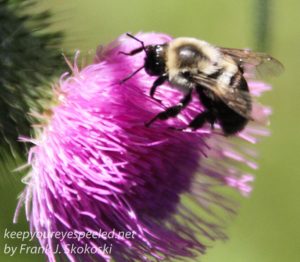 bee on bull thistle flower