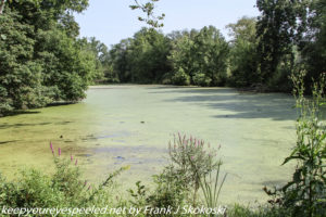 green colored pond covered with duckweed