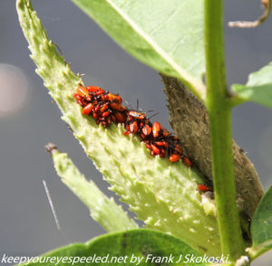 insects on milkweed pod