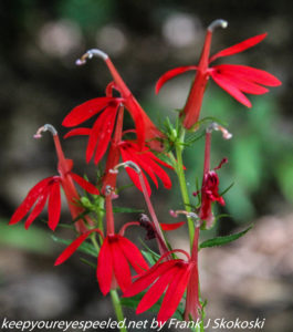 red cardinal flower in bloom 