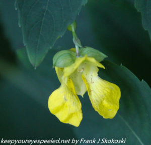 yellow jewelweed or touch-me-not in bloom 