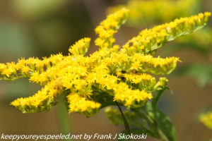 yellow ragweed flower in bloom 