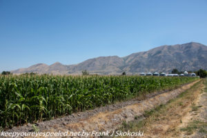 cornfields and mountains in Utah 