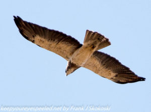 hawk in flight 