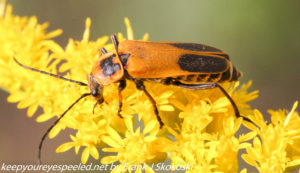 beetle on flower 