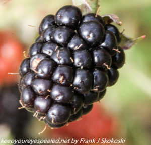 close up of blackberry