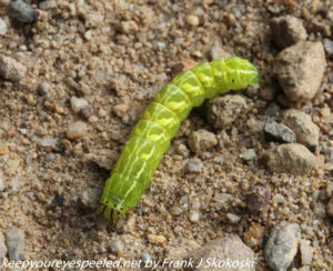 green caterpillar on ground 