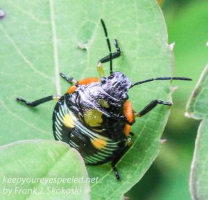 beetle on jewel weed leaf 