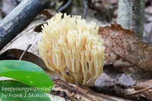 coral mushroom