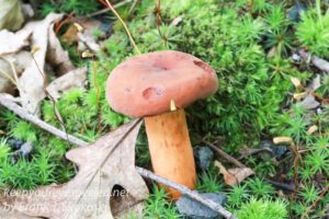 milker mushrooms 