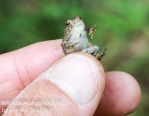 young toad 