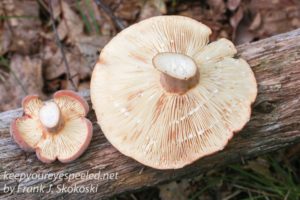milker mushroom 
