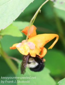 bee in jewel weed flower 