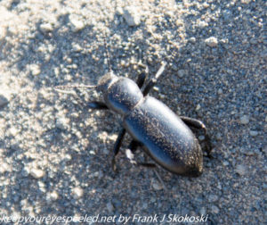 beetle on ground on trail 