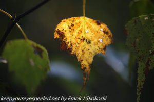 yellow white birch leaf