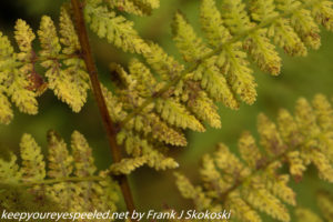 close up of fern which has tuned yellow