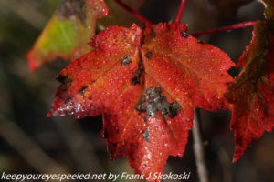 maple leaf turning red