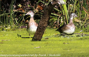 wood ducks on duckweed covered pond 