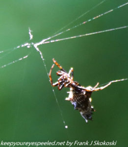 spider on web with trapped insect 