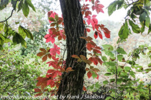 red vine leaves on tree 