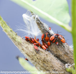 insects on milkweed pod 