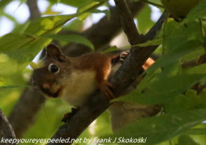 red squirrel in tree