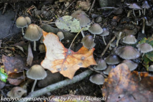 inky cap mushrooms 