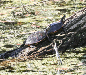 two turtles on log