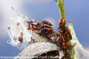 insects on milkweed pod