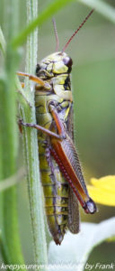 grasshopper on plant