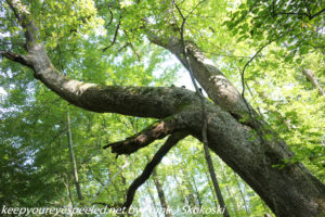 large oak tree on trail 