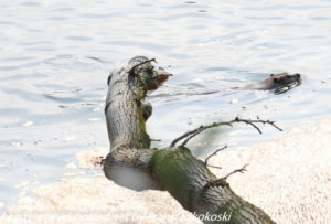 beaver swimming in Susquehanna River