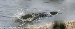beaver splashin tail in river 