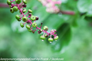 pokeweed berries 