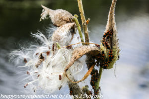 insects on milkweed plant and pods. 