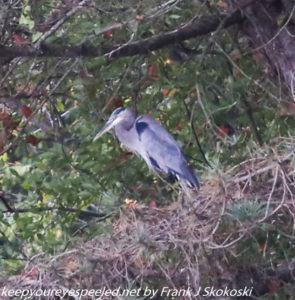 greet blue heron in tree 
