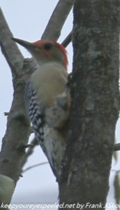 red bellied woodpecker on tree trunk