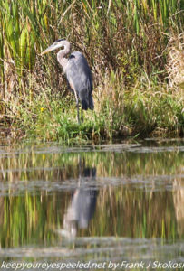 great blue heron in reeds 