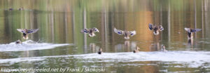 mallard ducks landing on lake 