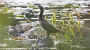 cormorant in rock on lake 