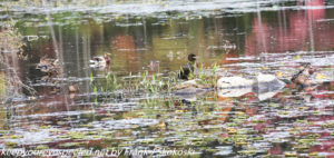 cormorant with mallard ducks on lake 