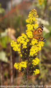 butterfly on golden rod flower 