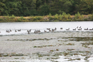 canada geese on lake 